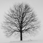 Under A Buttonwood Tree